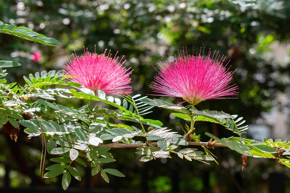 Albízie (Albizia julibrissin)