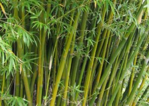Hnojení pokojových rostlin 14 Bambus (Bambusa glaucescens)