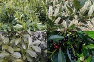 Bobkovišeň (Prunus laurocerasus)