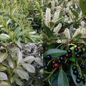 Bobkovišeň (Prunus laurocerasus)