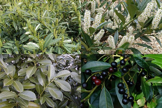 Bobkovišeň (Prunus laurocerasus)