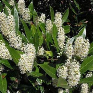 Bobkovišeň lékařská (Prunus laurocerasus)