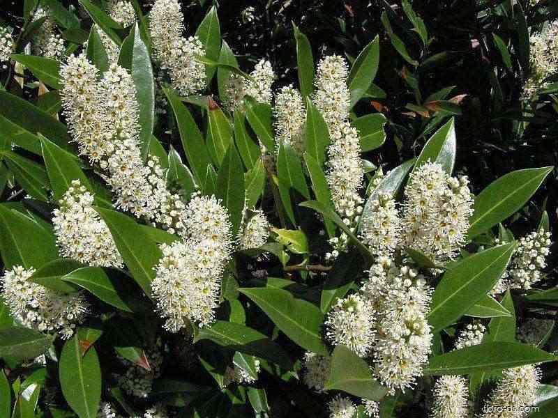 Bobkovišeň lékařská 1 Bobkovišeň lékařská (Prunus laurocerasus)