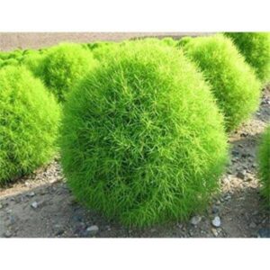 Bytel metlatý zblízka - Kochia trichophylla