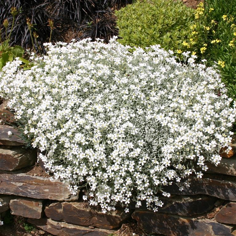 Rožec plstnatý (Cerastium tomentosum)​