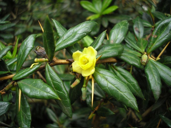 Dřišťál Juliin - Berberis Julianae