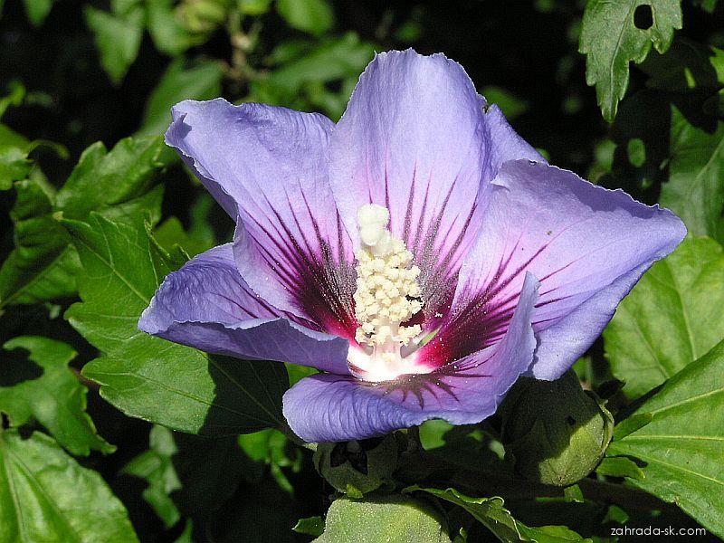 Hibiscus syriacus 'Blue Bird'