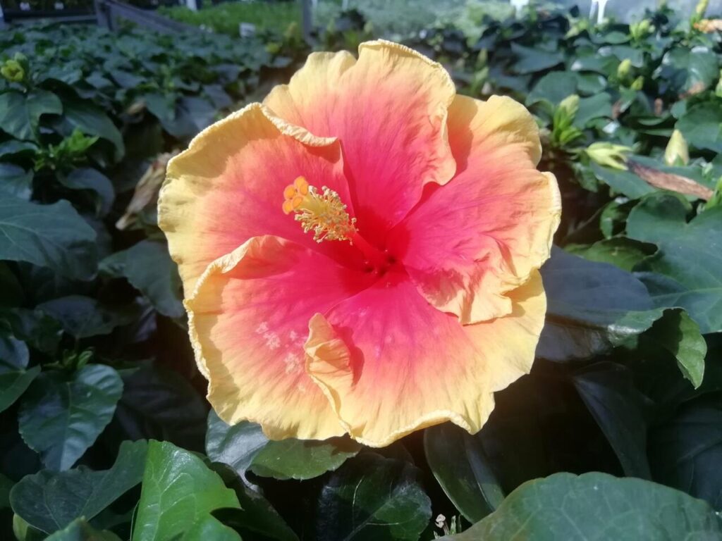 Ibišek čínský (Hibiscus rosa-sinensis)