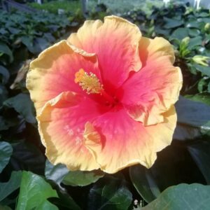 Ibišek čínský (Hibiscus rosa-sinensis)