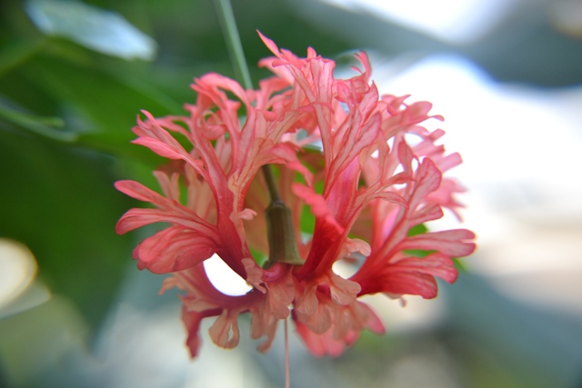 Ibišek střapatý (Hibiscus schizopetalus)