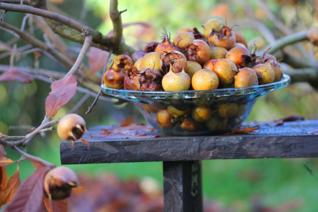 Mišpule (Mespilus germanica)