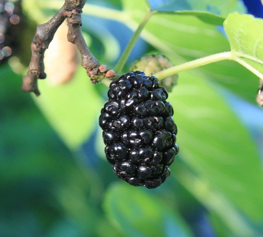 Moruše černá - Morus nigra