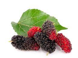 Moruše zakrslá - Mojo berry