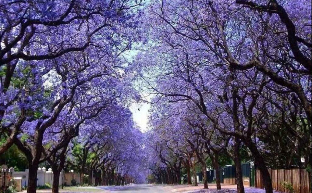 Pavlovnie plstatá - Paulownia tomentosa