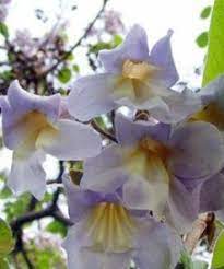 Pavlovnie protáhlá - Paulownia elongata