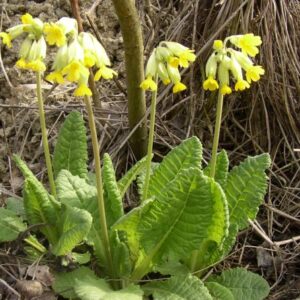 Prvosenka jarní (Primula veris)