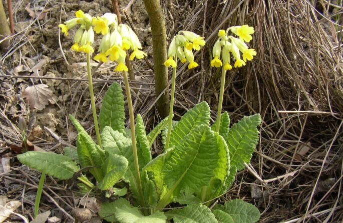 Prvosenka jarní (Primula veris)
