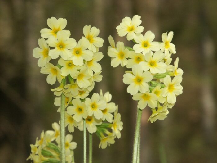 Prvosenka vysoká (Primula elatior)