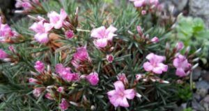 Düngung von Erdbeeren 134 Ježatec plevnatý