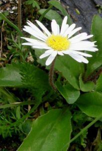 Stokroč (Bellidiastrum)