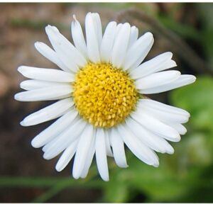 Düngung von Erdbeeren 128 Stokroč