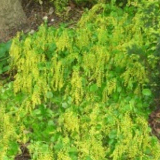 Pupovice vstřícnolistá