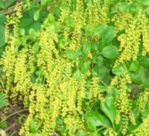 Düngung von Erdbeeren 126 Pupovice - kvetoucí