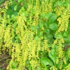 Pupovice - kvetoucí