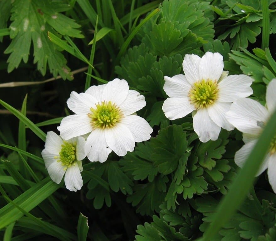 Routevník (Callianthemum hondoense)