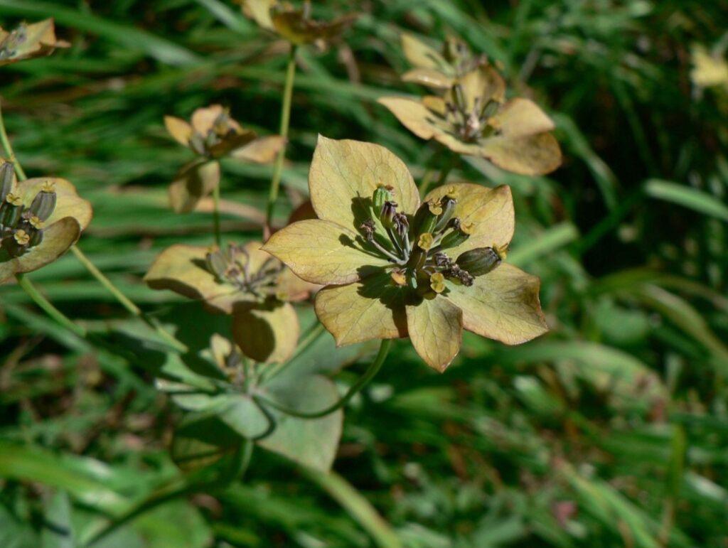Prorostlík dlouholistý