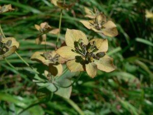 Düngung von Erdbeeren 115 Prorostlík dlouholistý