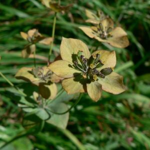 Prorostlík dlouholistý