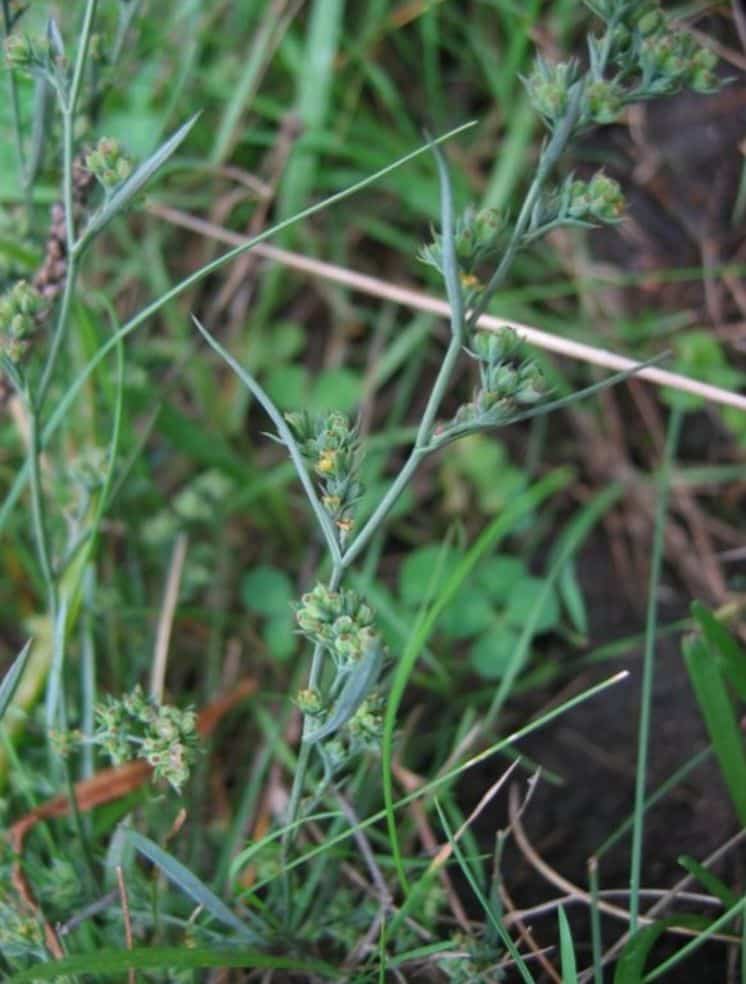 Prorostlík nejtenčí