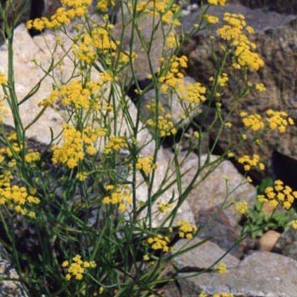 Prorostlík srpovitý