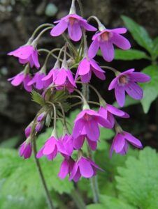 Düngung von Erdbeeren 113 Kruhatka Mattioliho