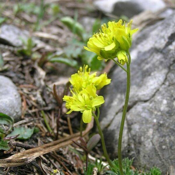 Chudina vždyzelená