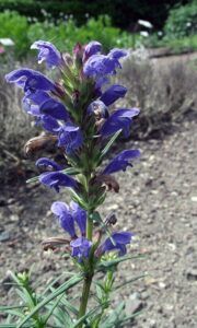 Düngung von Erdbeeren 106 Včelník skalní