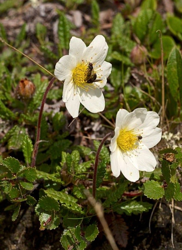 Dryádka osmiplátečná