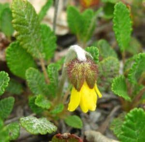 Dryádka Sündermannova - nažloutlé pupeny na jaře