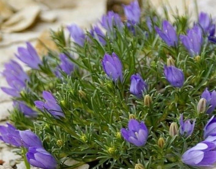 Modroušek (Edraianthus)