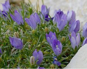 Düngung von Erdbeeren 104 Modroušek