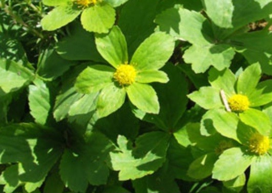 Hvězdnatec zubatý (Hacquetia epipactis)