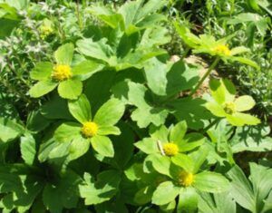 Düngung von Erdbeeren 98 Hvězdnatec