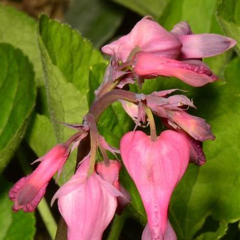 Srdcovka (Dicentra eximia)