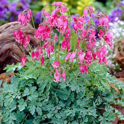 Srdcovka (Dicentra formosa)