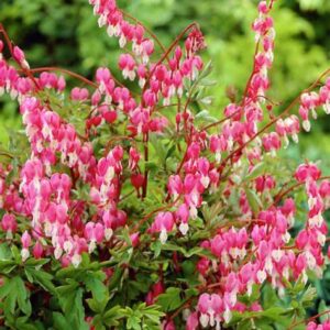 Srdcovka nádherná (Dicentra spectabilis)