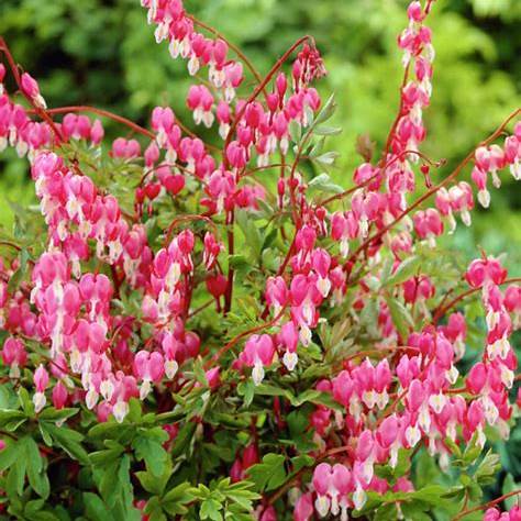 Srdcovka nádherná (Dicentra spectabilis)