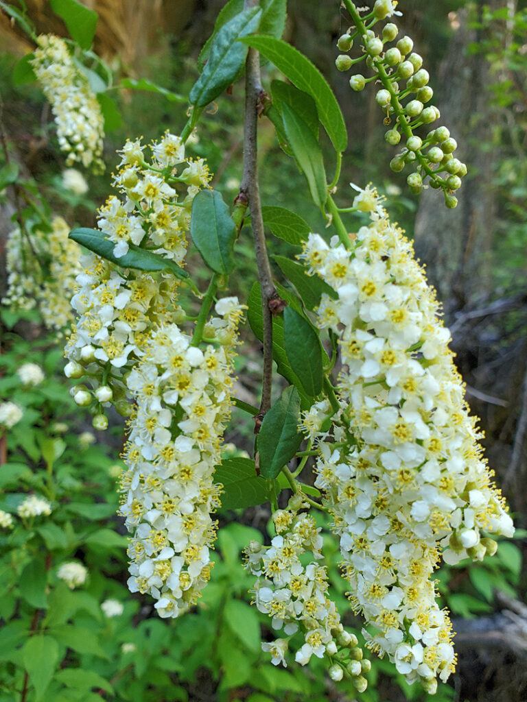 Střemcha viržinská - Prunus virginiana