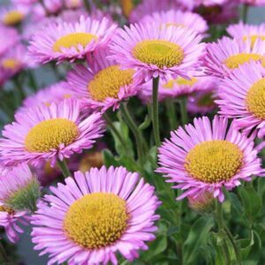 Turan (Erigeron)