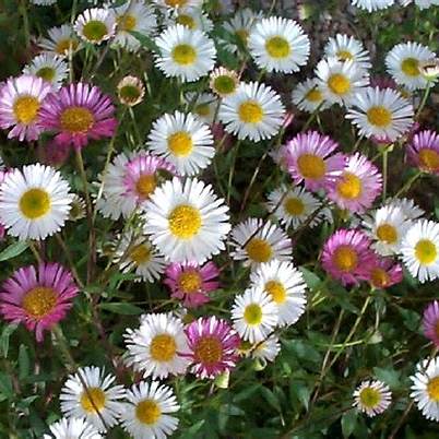 Turan (Erigeron)